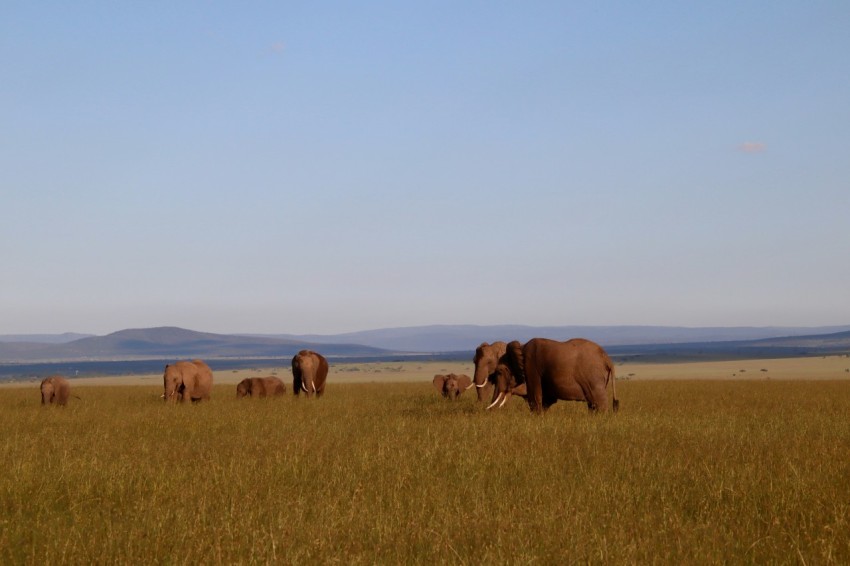 brown elephants on brown grass field during daytime BaKjuoHDF