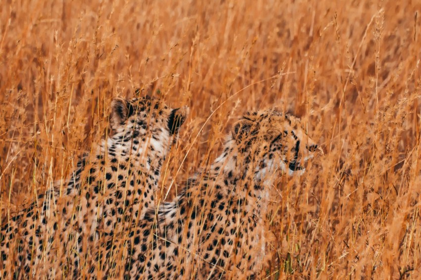 wildlife photography of two cheetahs surrounded by brown plants