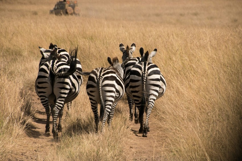 a herd of zebra walking across a dry grass covered field jWAncrGn