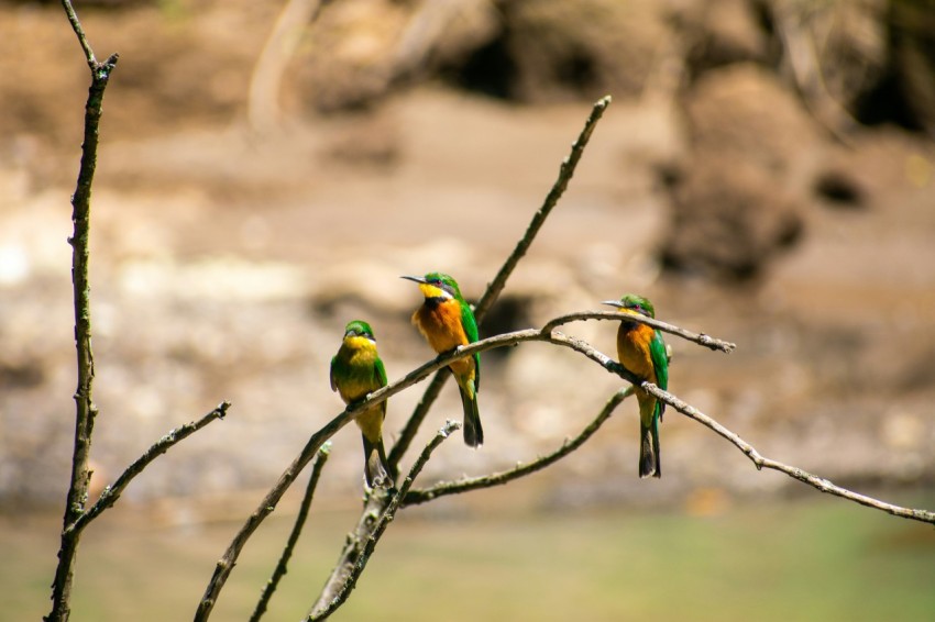 green and yellow bird on brown tree branch during daytime 8_DwYuleV