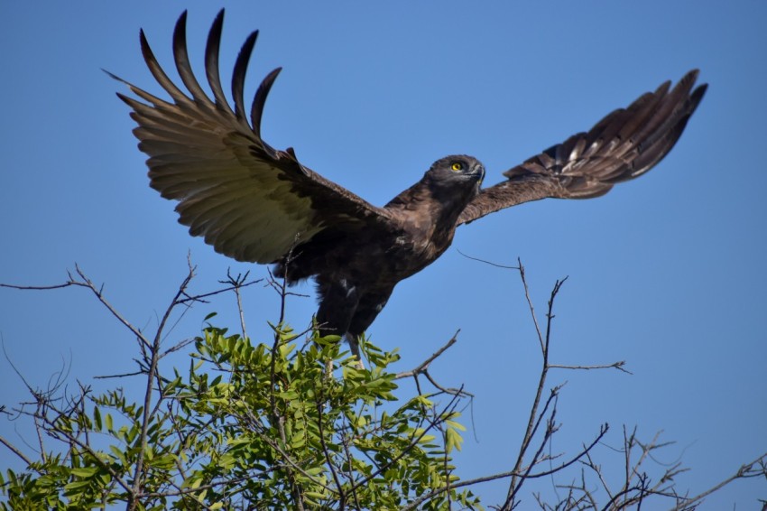 black and white bird flying over green tree during daytime