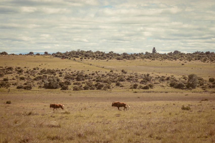 a couple of animals that are standing in the grass