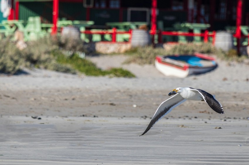 a bird flying over a body of water