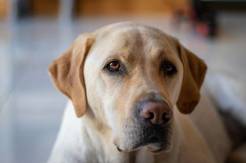 yellow labrador retriever in tilt shift lens lYPzvaCXm