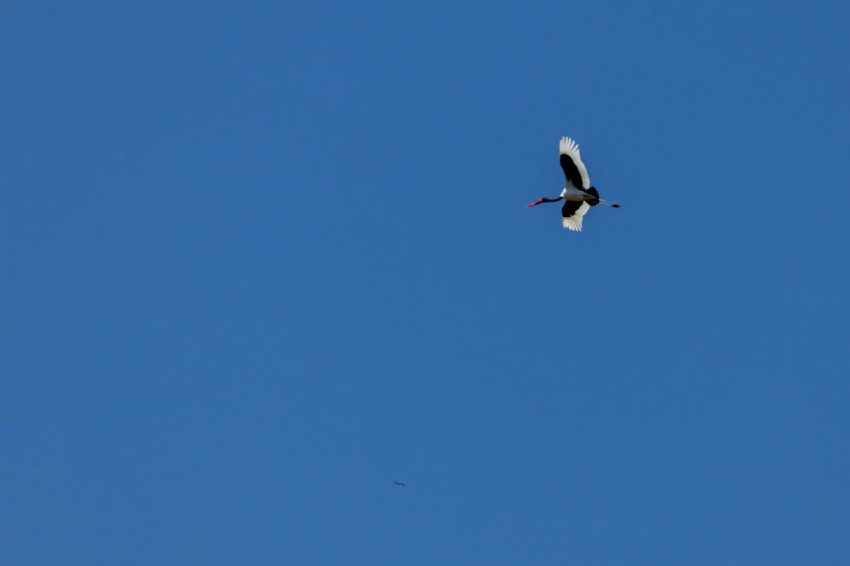 a large bird flying through a blue sky