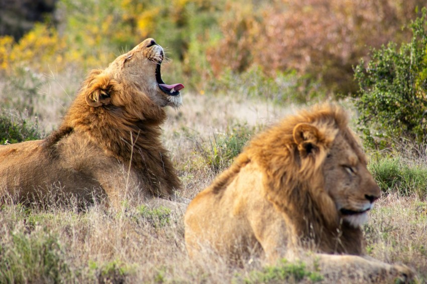 two lions laying in a field with their mouths open