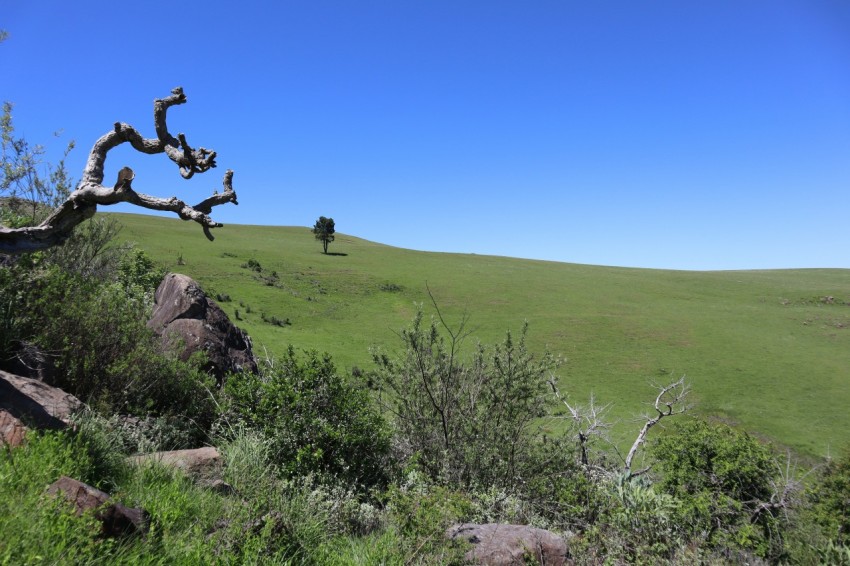 a tree that is sitting on top of a hill h2fMGdi