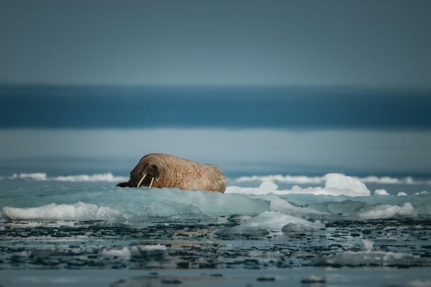 a polar bear is swimming in the water