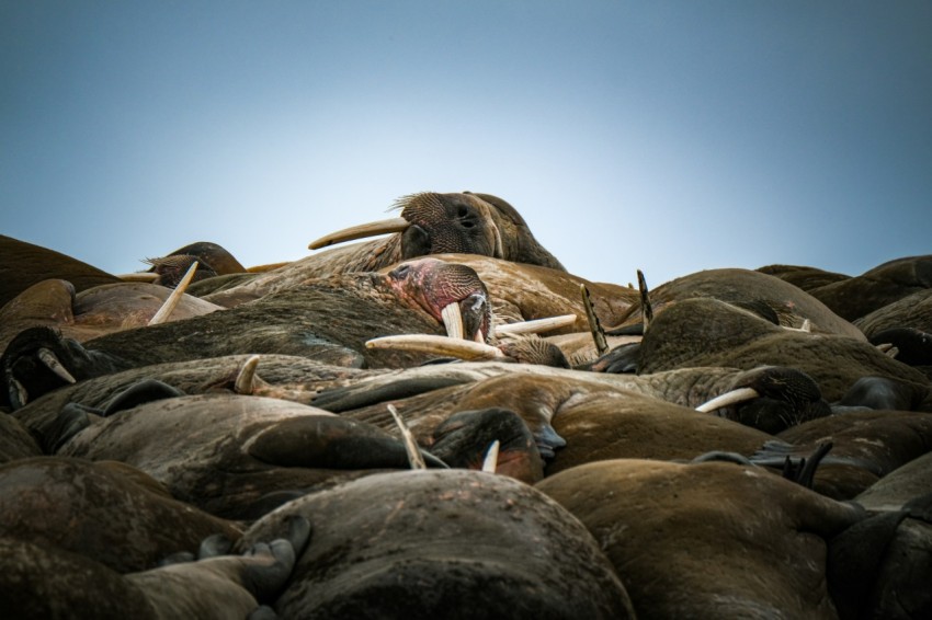 a herd of animals laying on top of each other