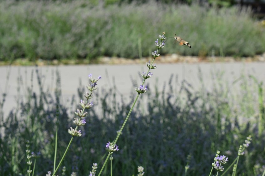 a field of flowers with a road in the background