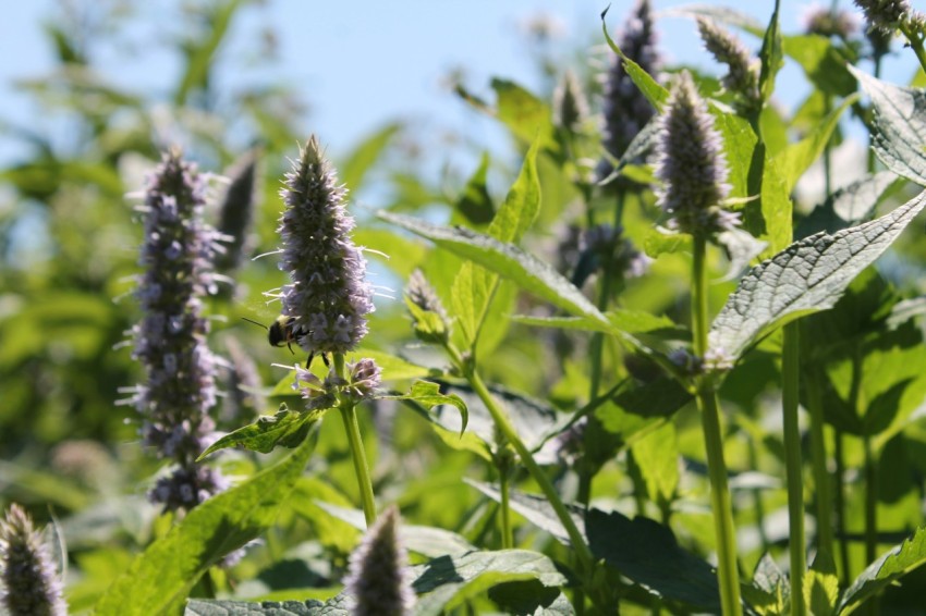 a field of purple flowers with green leaves