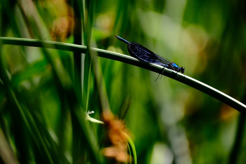 a small blue insect sitting on top of a green plant