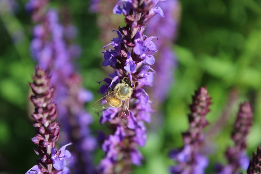 a bee is sitting on a purple flower