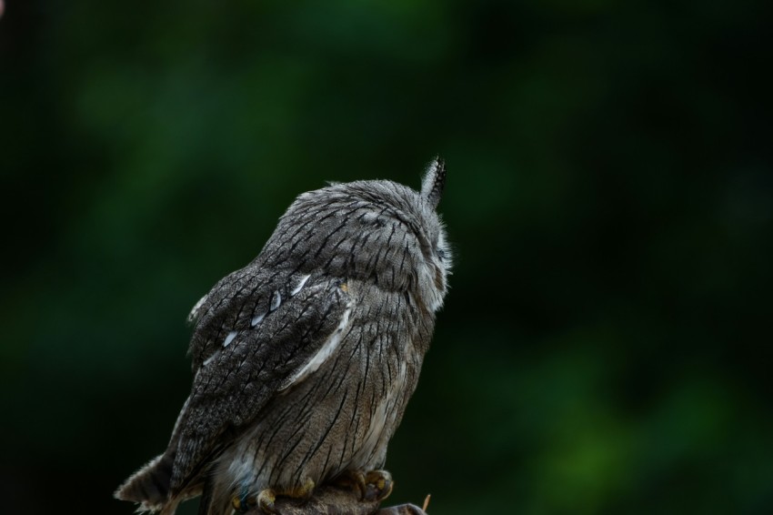 an owl sitting on top of a tree branch