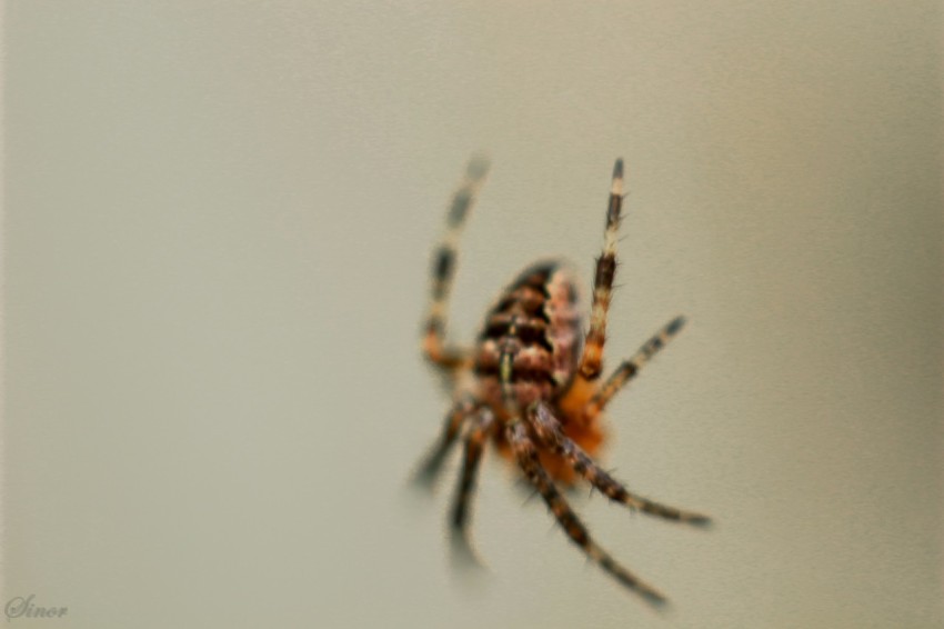 a close up of a spider on a wall