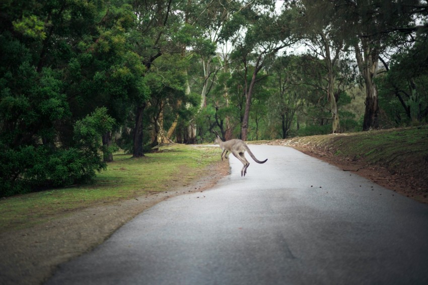 an animal crossing a road in the middle of a forest