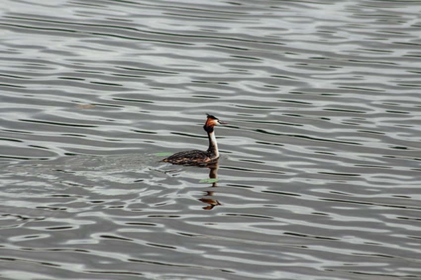 a duck floating on top of a body of water