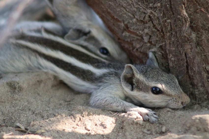 a small squirrel is hiding under a tree