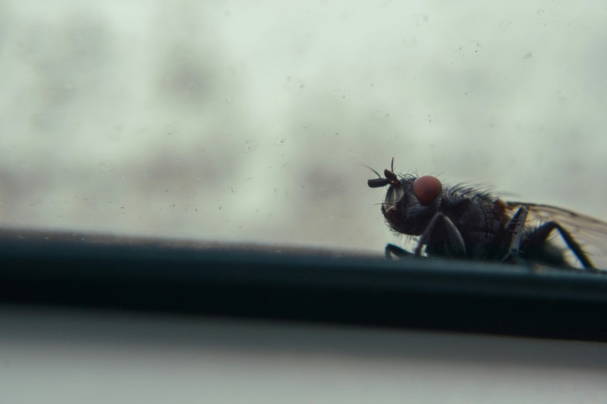 a close up of a fly on a window sill