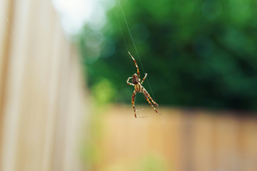 a spider hanging from a web in a yard