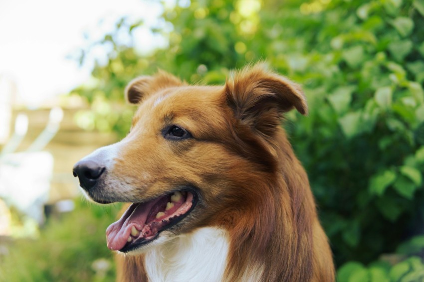 a brown and white dog standing next to a lush green forest