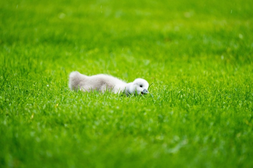a small white dog laying on top of a lush green field