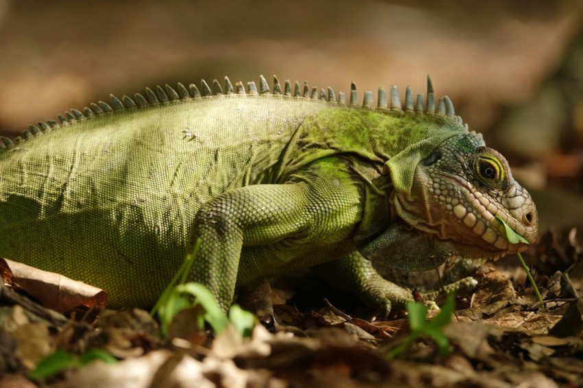 a green iguana sitting on the ground