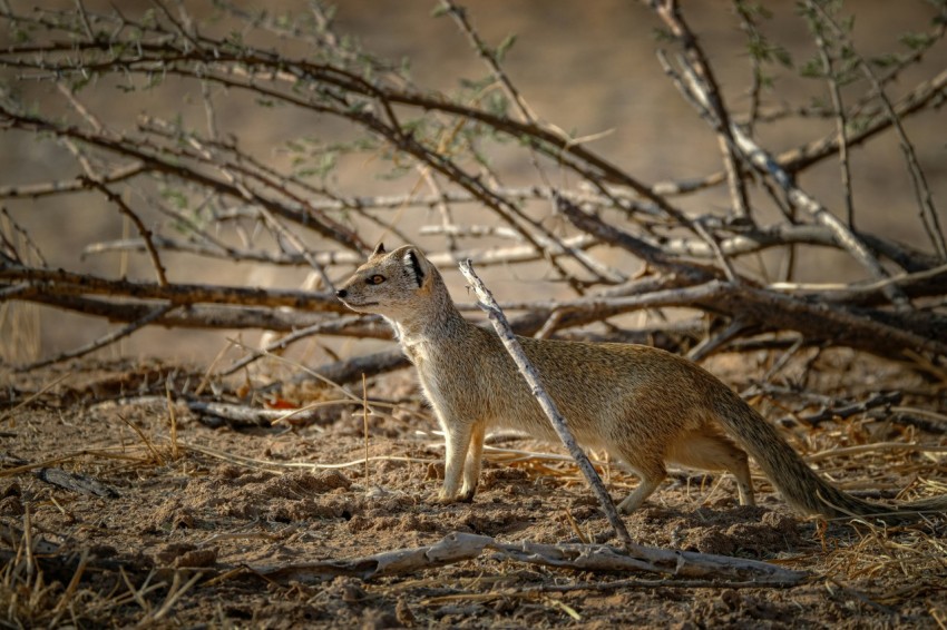 a small animal standing on top of a dry grass field