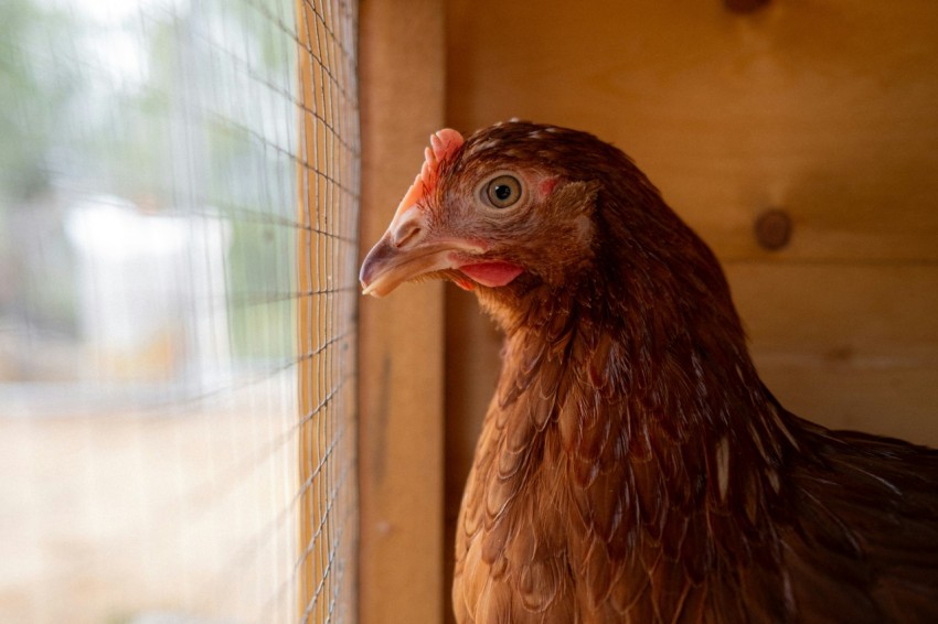 a close up of a chicken looking out a window OcHvD_