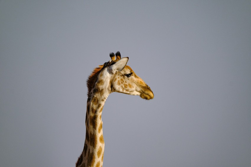 a giraffe standing in a field with a sky background