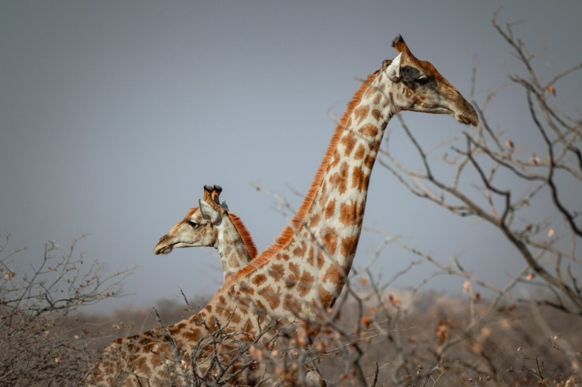 a couple of giraffe standing next to each other
