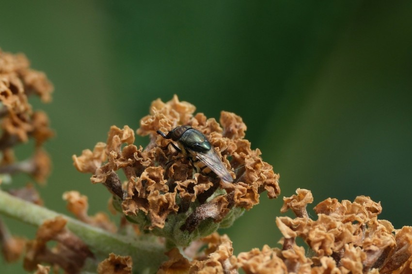 a close up of a flower with a bug on it