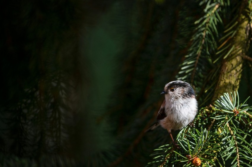 a small bird perched on top of a pine tree