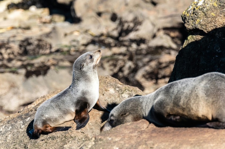seal on rocks