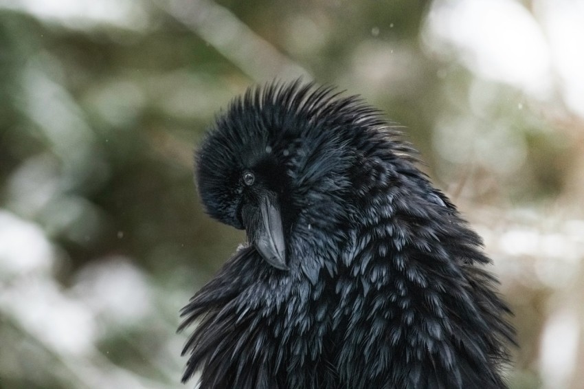 a close up of a black bird on a branch B_12uv