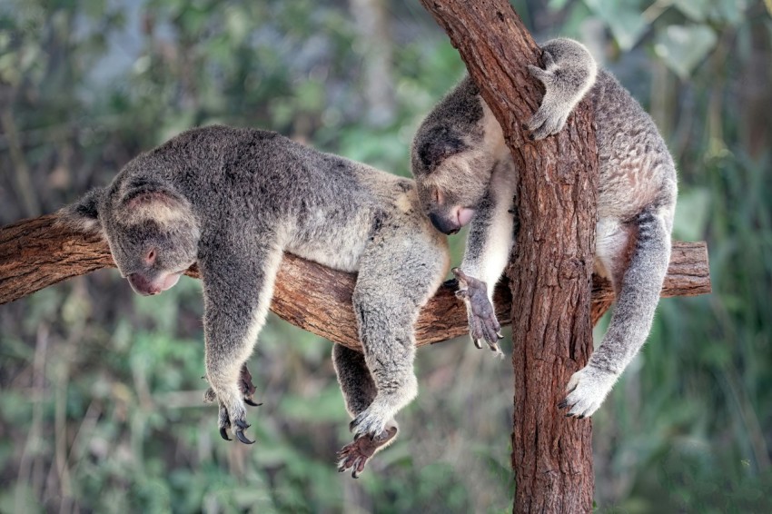 a couple of koalas hanging out in a tree