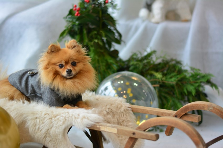 pomeranian in gray jacket