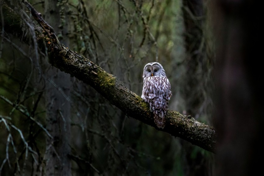 an owl sitting on a tree branch in a forest gxw34FNd