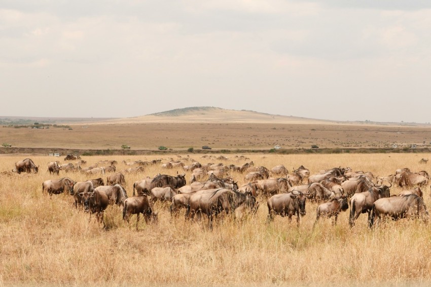 a herd of wild animals grazing on a dry grass field