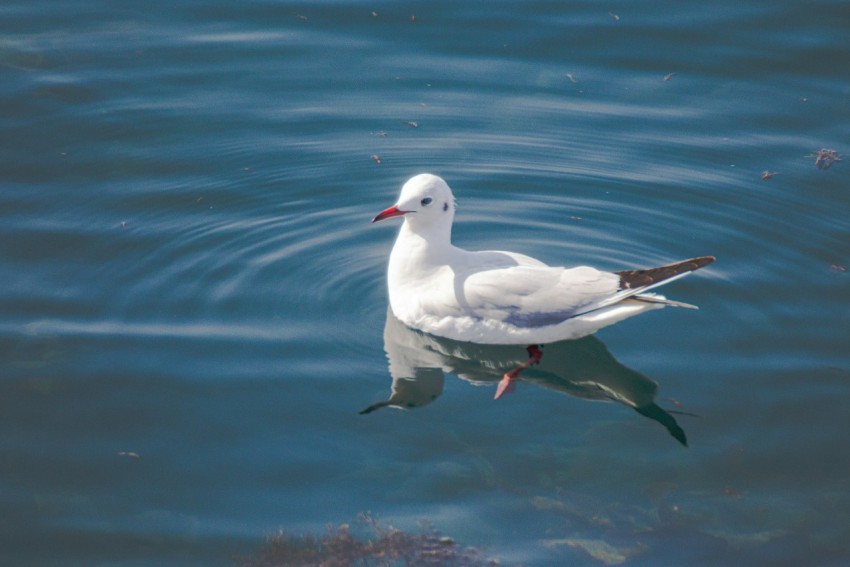 a seagull floating in the water with a red beak