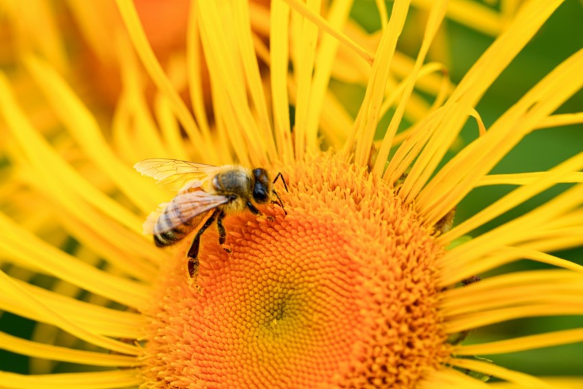 a bee is sitting on a yellow flower