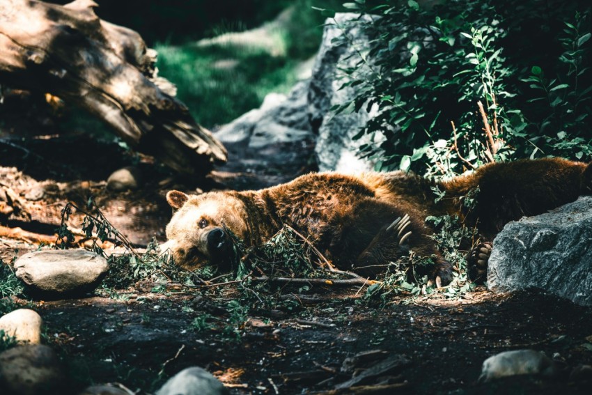 a large brown bear laying on top of a forest floor