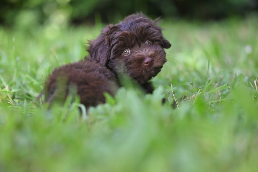 a small black puppy is sitting in the grass