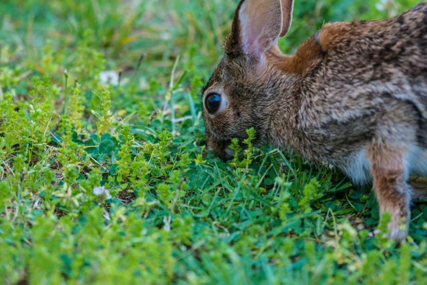 brown rabbit eating green grass at daytime