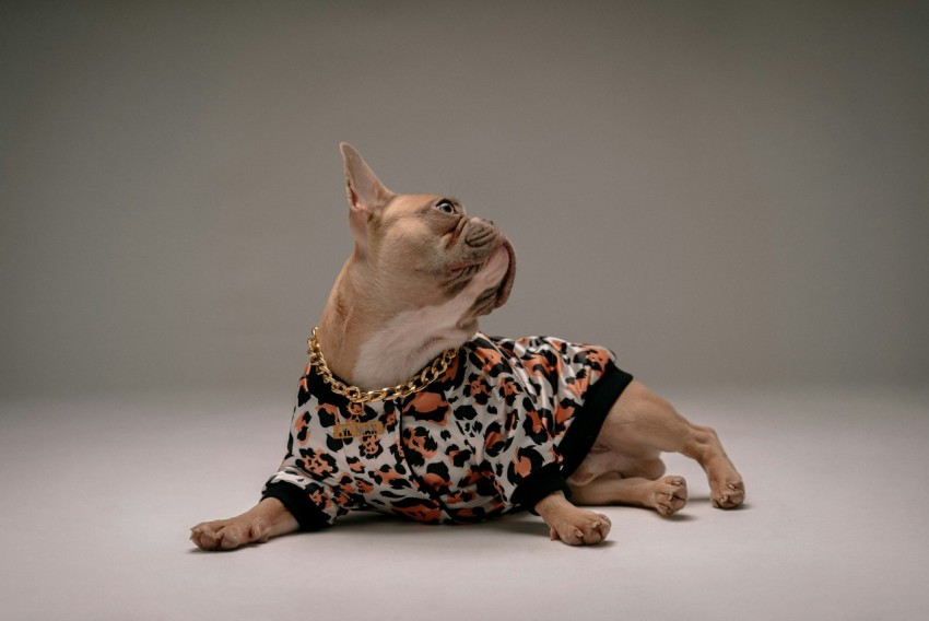 brown short coated small dog wearing black and pink polka dot shirt