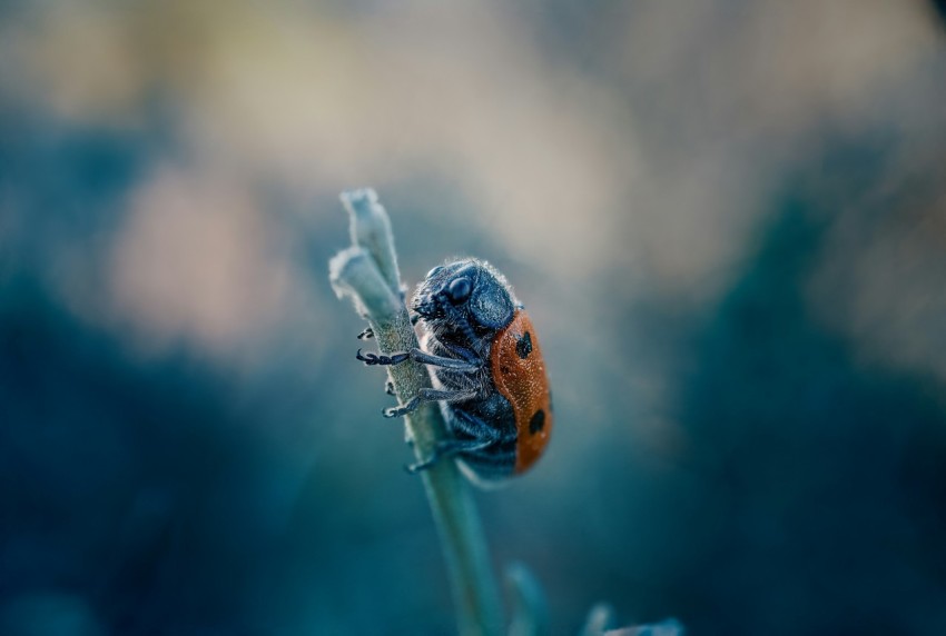 a close up of a flower with a blurry background