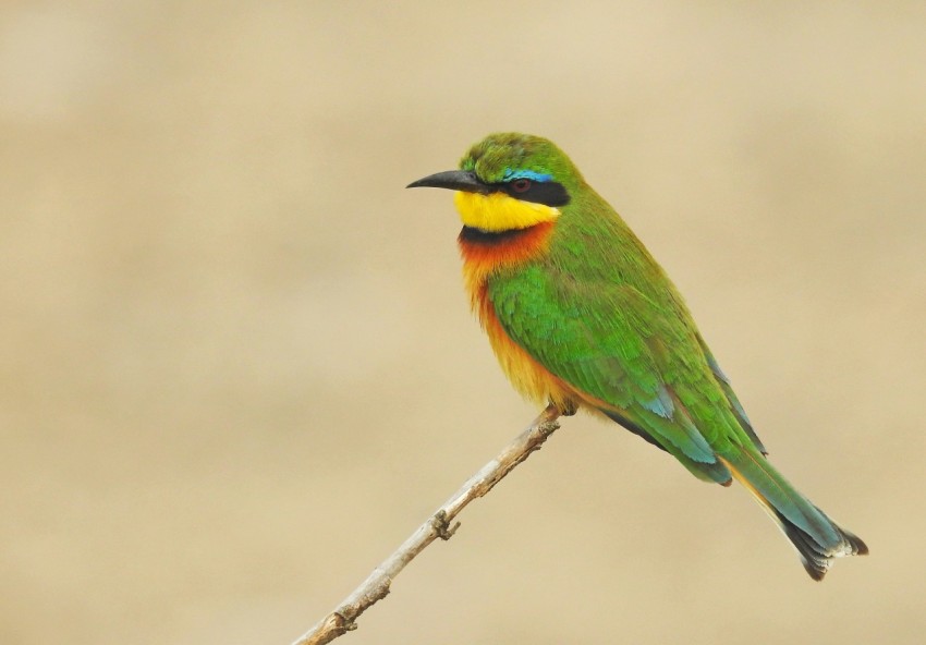 green yellow and red bird perched on brown stick