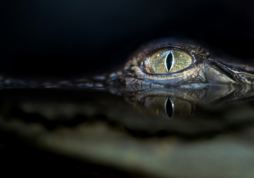 crocodile eyes
