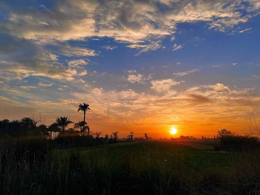 the sun is setting over a field with palm trees