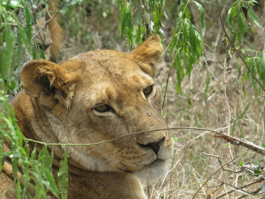 a close up of a lion in a field of grass